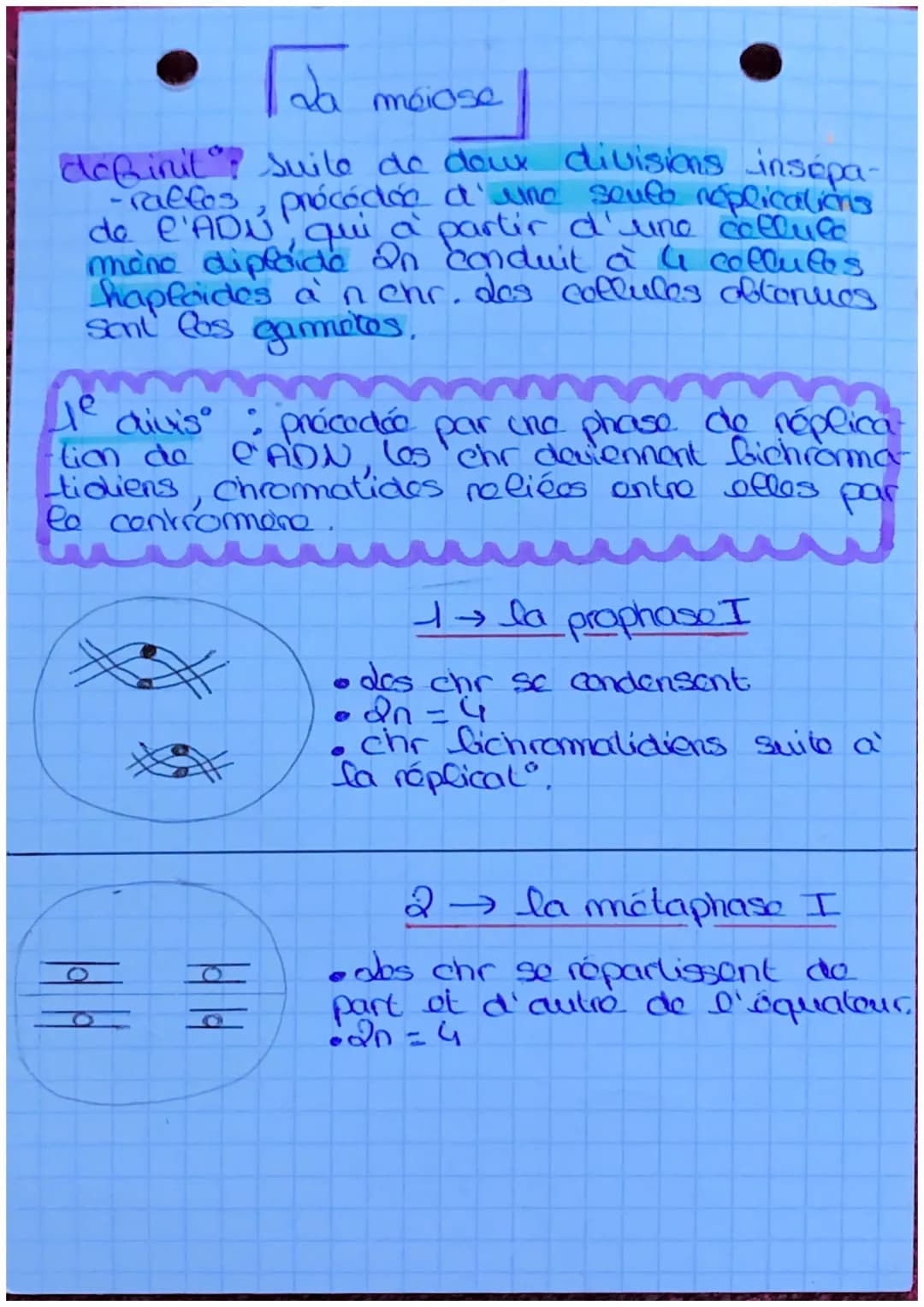 - S.U.T.
Lda mitose
dófinil: roproduct conforme
d'une collite en 2 collues
ayant le m caryotype et lo
m programme ganolique.
2º est conser