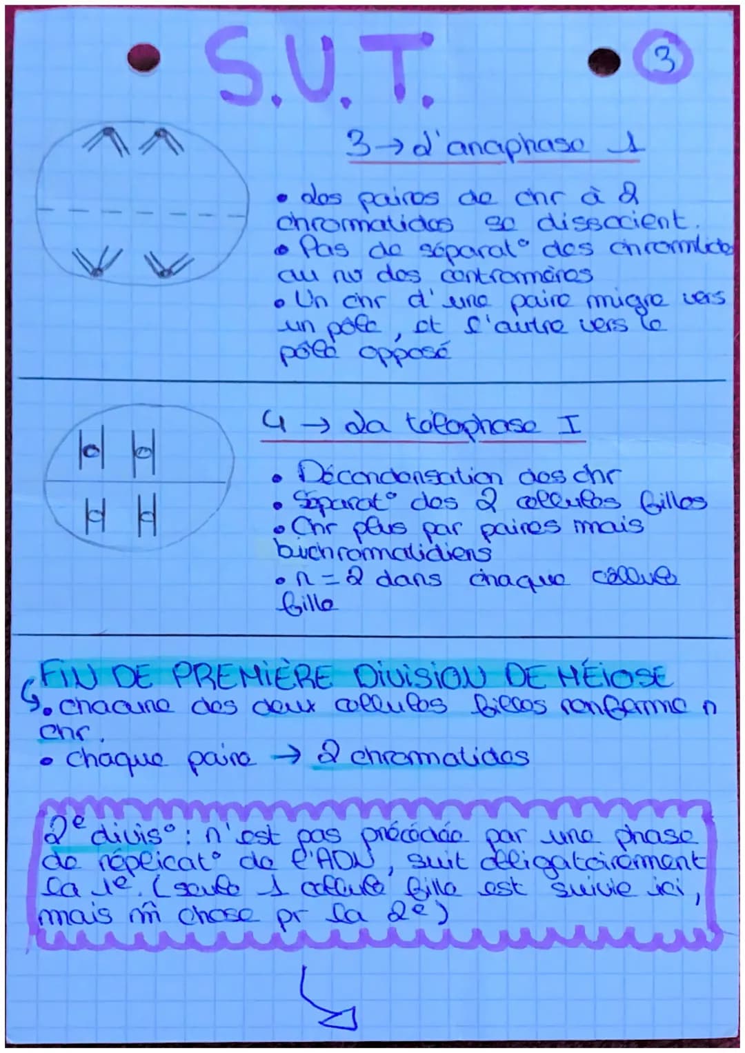 - S.U.T.
Lda mitose
dófinil: roproduct conforme
d'une collite en 2 collues
ayant le m caryotype et lo
m programme ganolique.
2º est conser