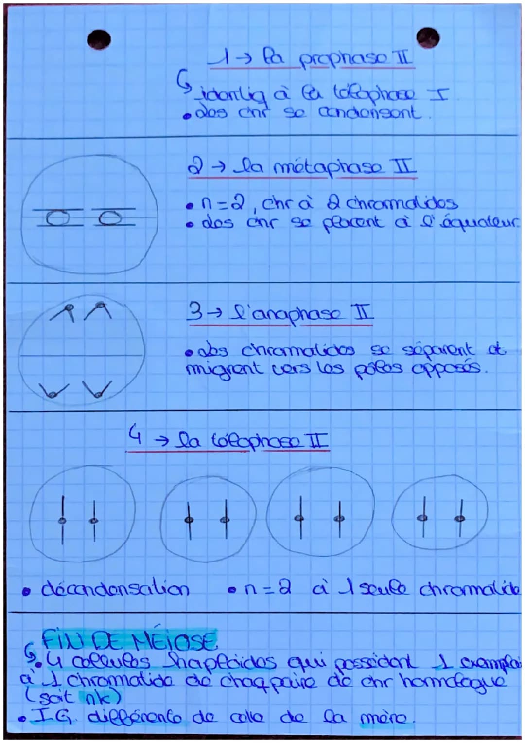 - S.U.T.
Lda mitose
dófinil: roproduct conforme
d'une collite en 2 collues
ayant le m caryotype et lo
m programme ganolique.
2º est conser