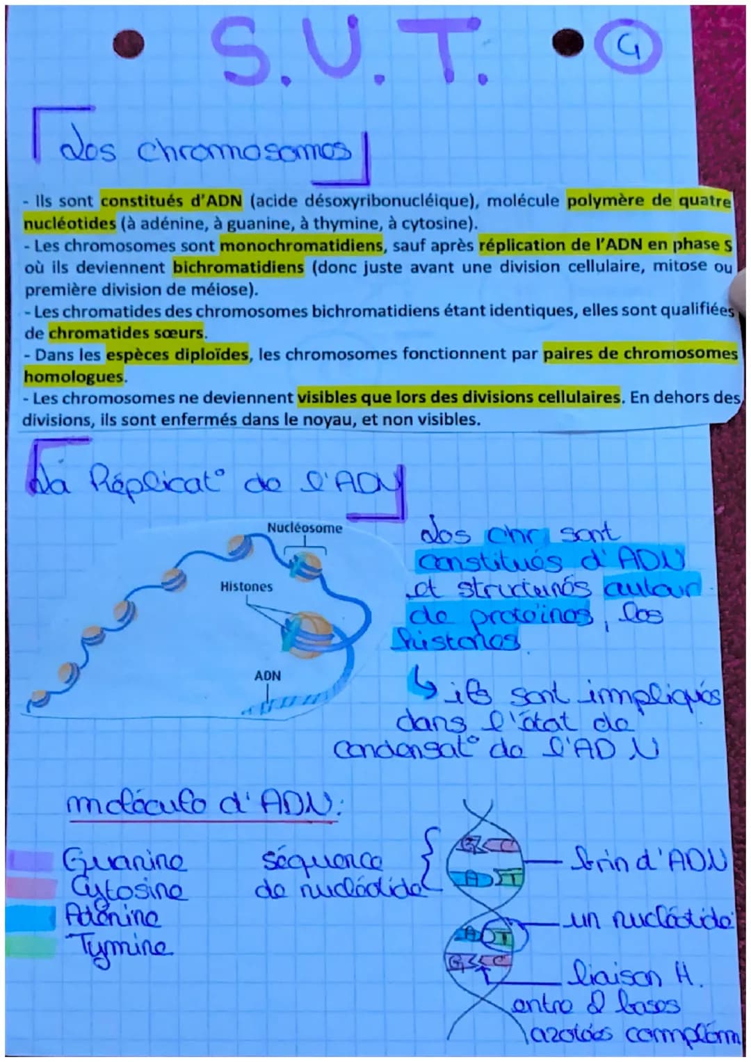 - S.U.T.
Lda mitose
dófinil: roproduct conforme
d'une collite en 2 collues
ayant le m caryotype et lo
m programme ganolique.
2º est conser