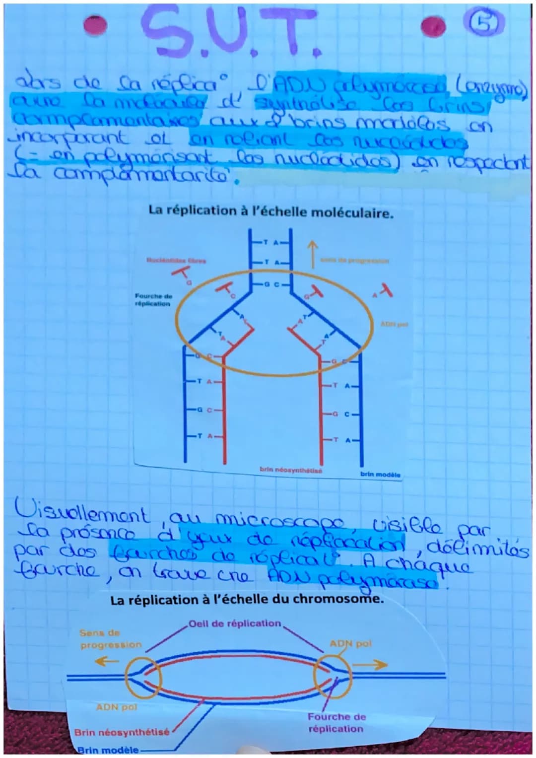 - S.U.T.
Lda mitose
dófinil: roproduct conforme
d'une collite en 2 collues
ayant le m caryotype et lo
m programme ganolique.
2º est conser