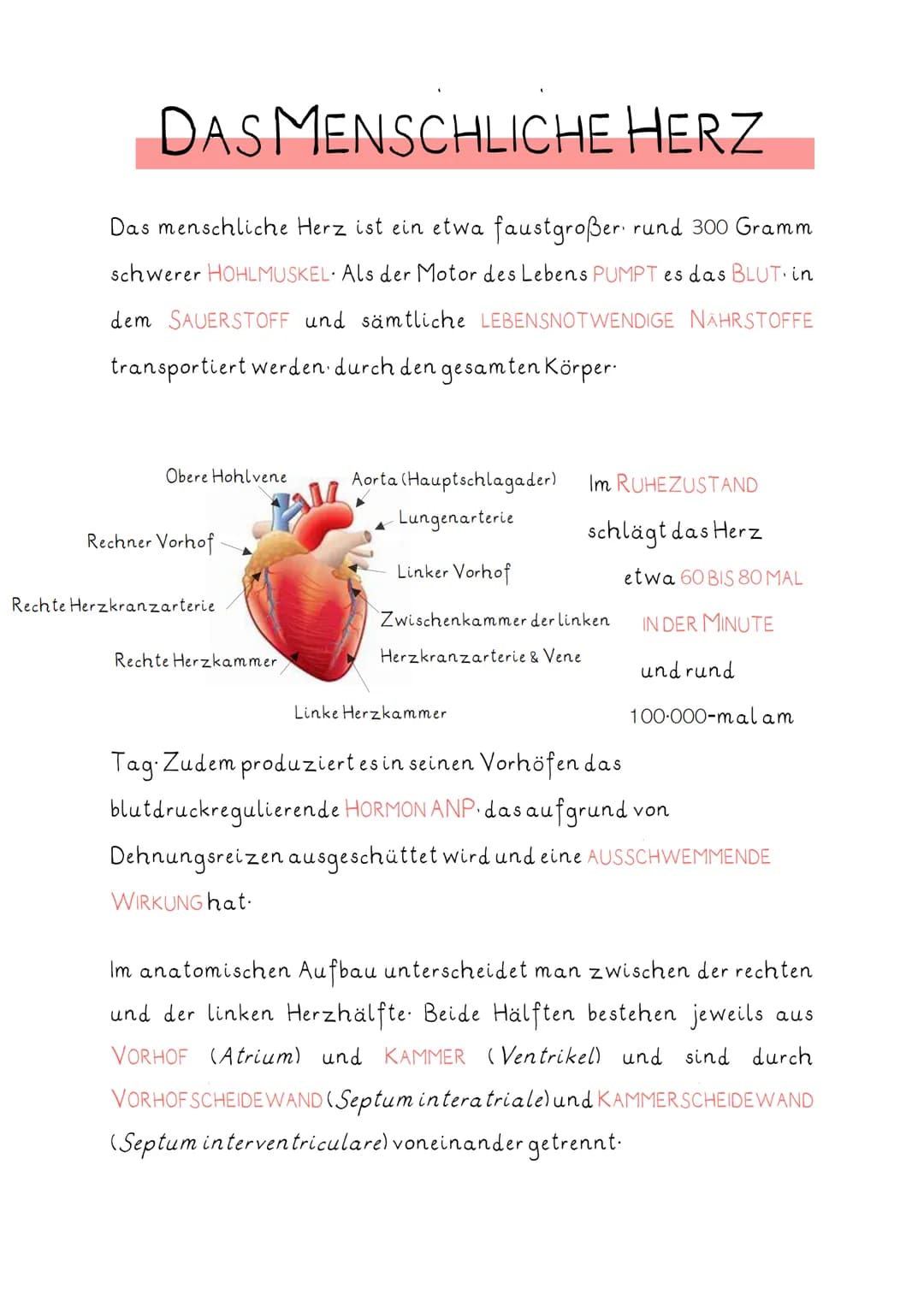 # DAS MENSCHLICHE HERZ
Das menschliche Herz ist ein etwa faustgroßer rund 300 Gramm
schwerer HOHLMUSKEL. Als der Motor des Lebens PUMPT es