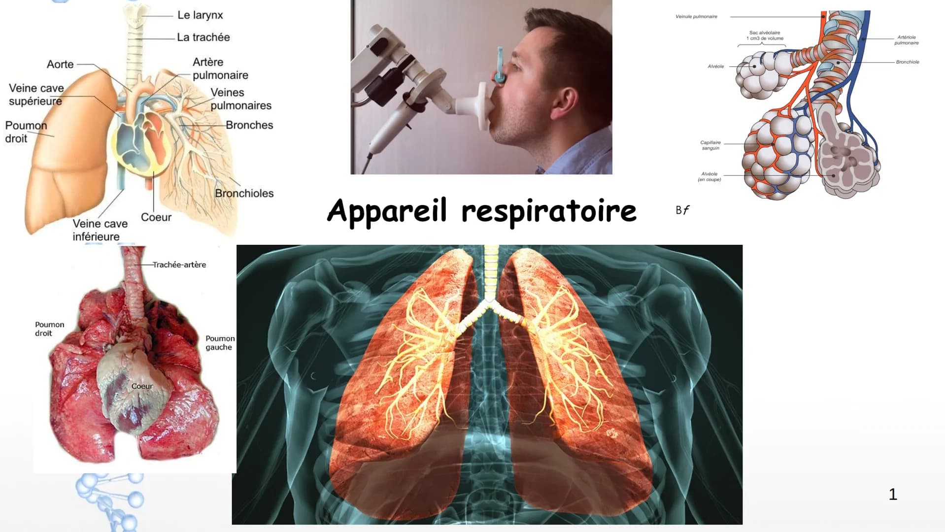 Aorte
Veine cave
supérieure
Poumon
droit
Poumon
droit
Le larynx
La trachée
Artère
pulmonaire
Veines
pulmonaires
Bronches
Veinule pu