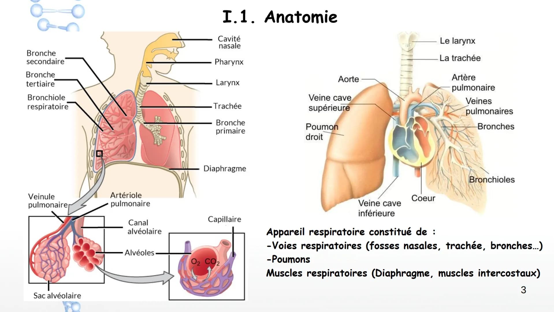 Aorte
Veine cave
supérieure
Poumon
droit
Poumon
droit
Le larynx
La trachée
Artère
pulmonaire
Veines
pulmonaires
Bronches
Veinule pu