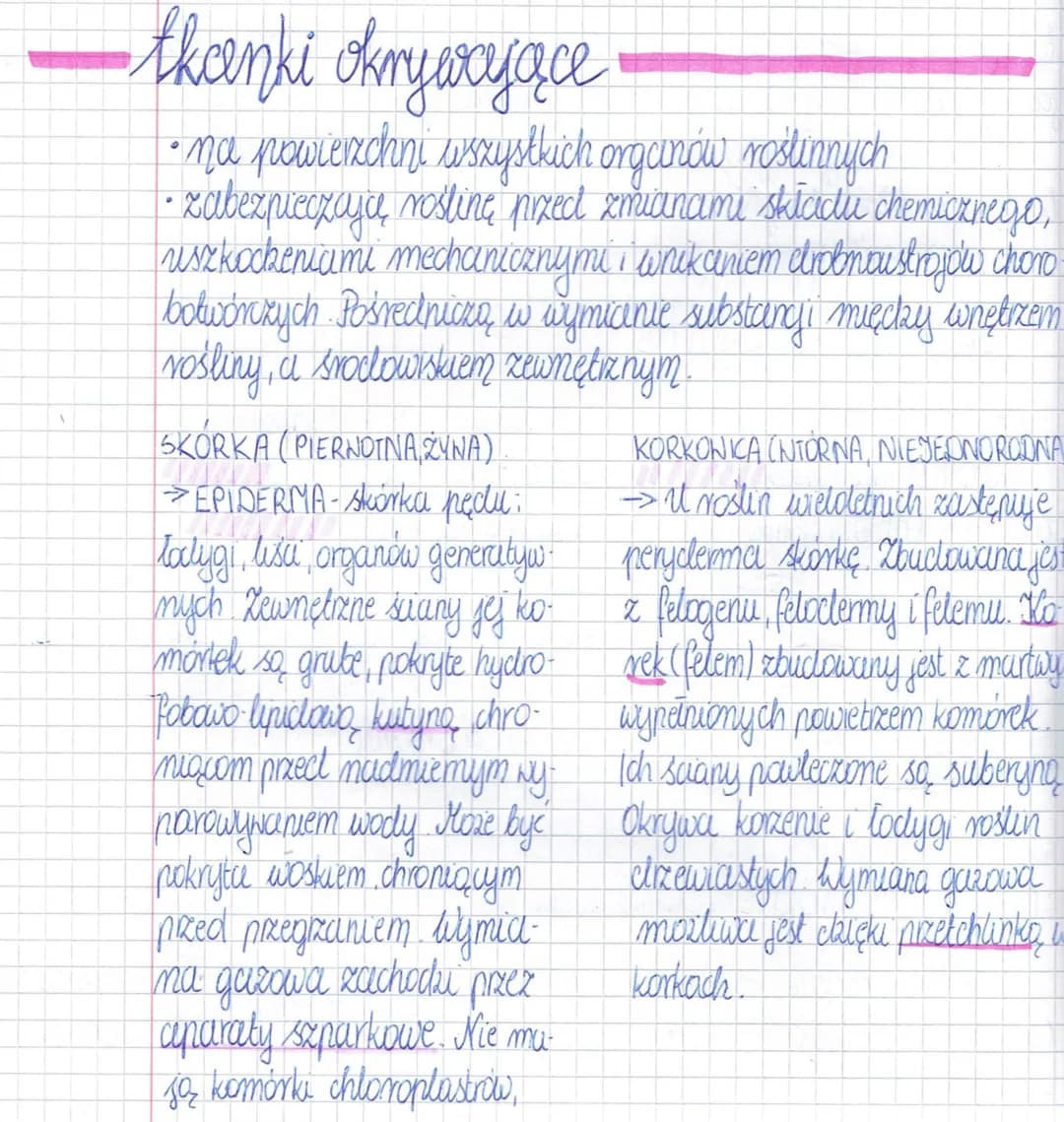 <h2>Epiderma</h2>
<p>Epiderma, zwana także skórką pędu, pokrywa powierzchnię wszystkich organów roślinnych. Jej główne funkcje to zabezpiec