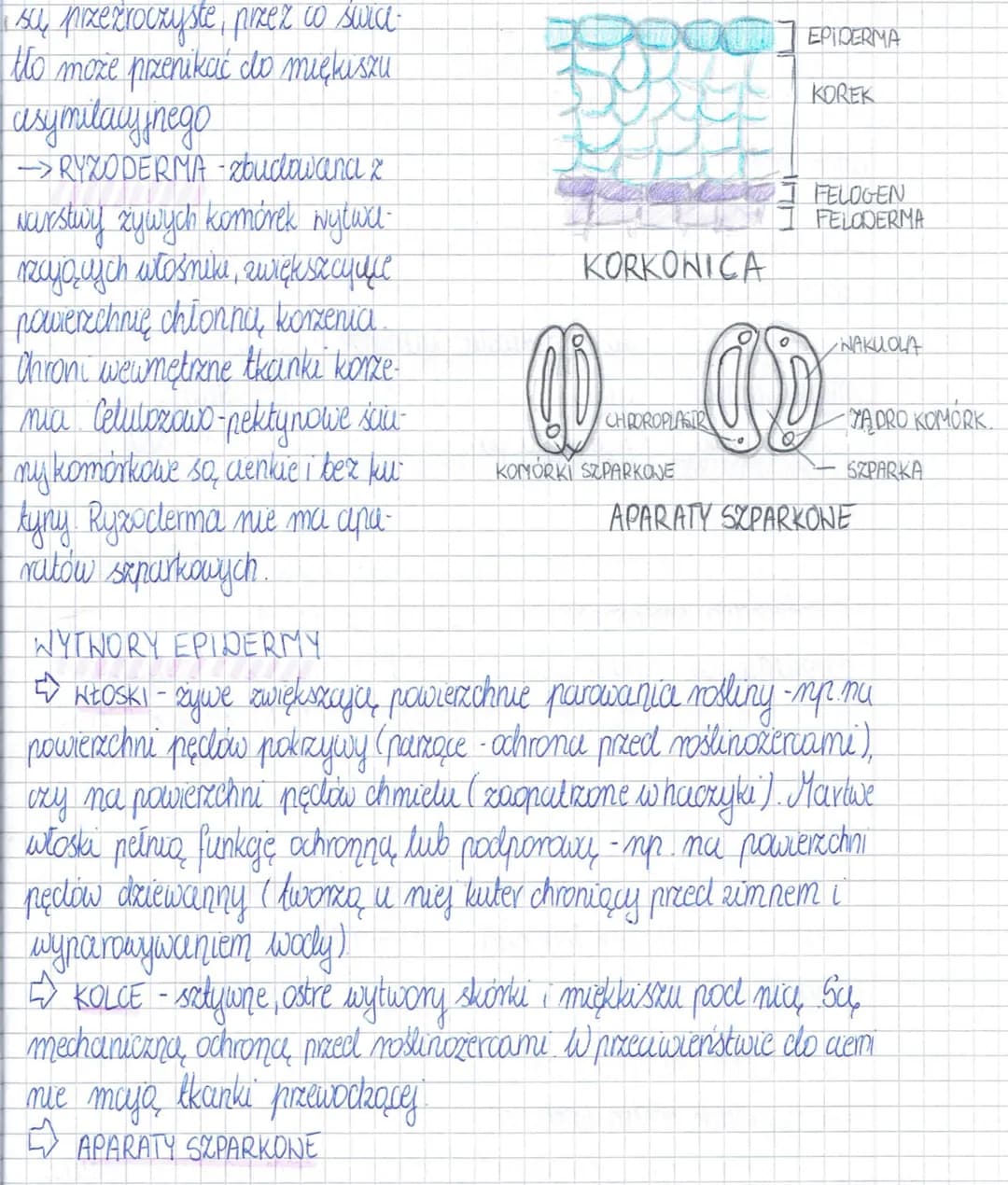 <h2>Epiderma</h2>
<p>Epiderma, zwana także skórką pędu, pokrywa powierzchnię wszystkich organów roślinnych. Jej główne funkcje to zabezpiec