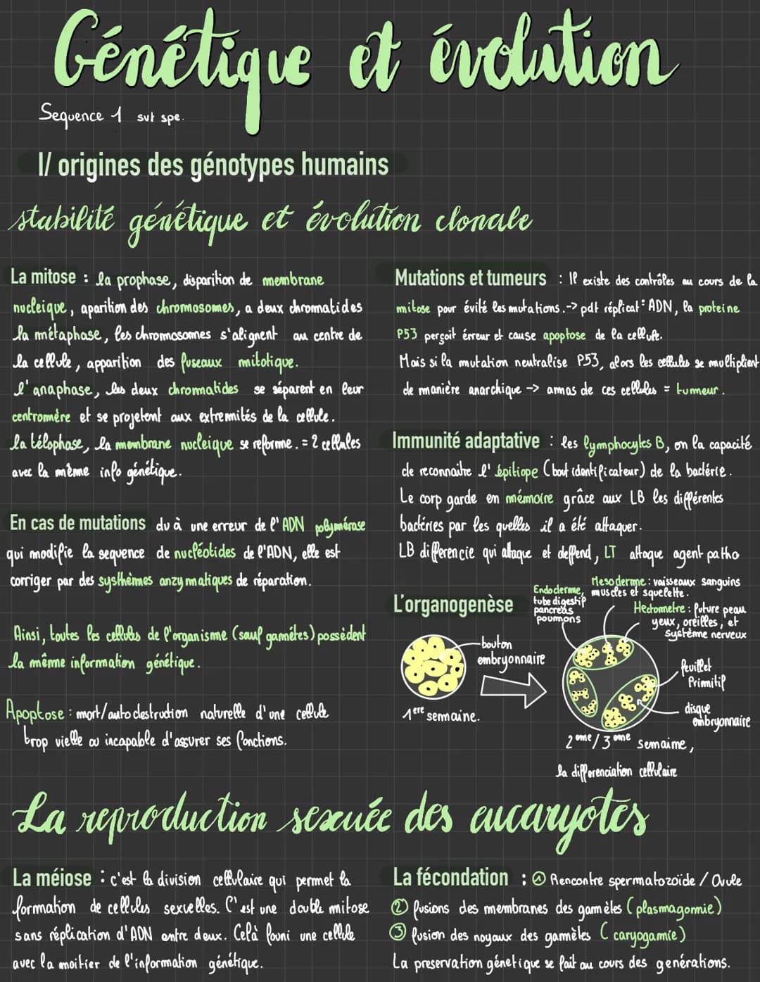 Svt # Génétique et évolution
I/ origines des génotypes humains
stabilité génétique et évolution clonale
La mitose: la prophase, dispariti