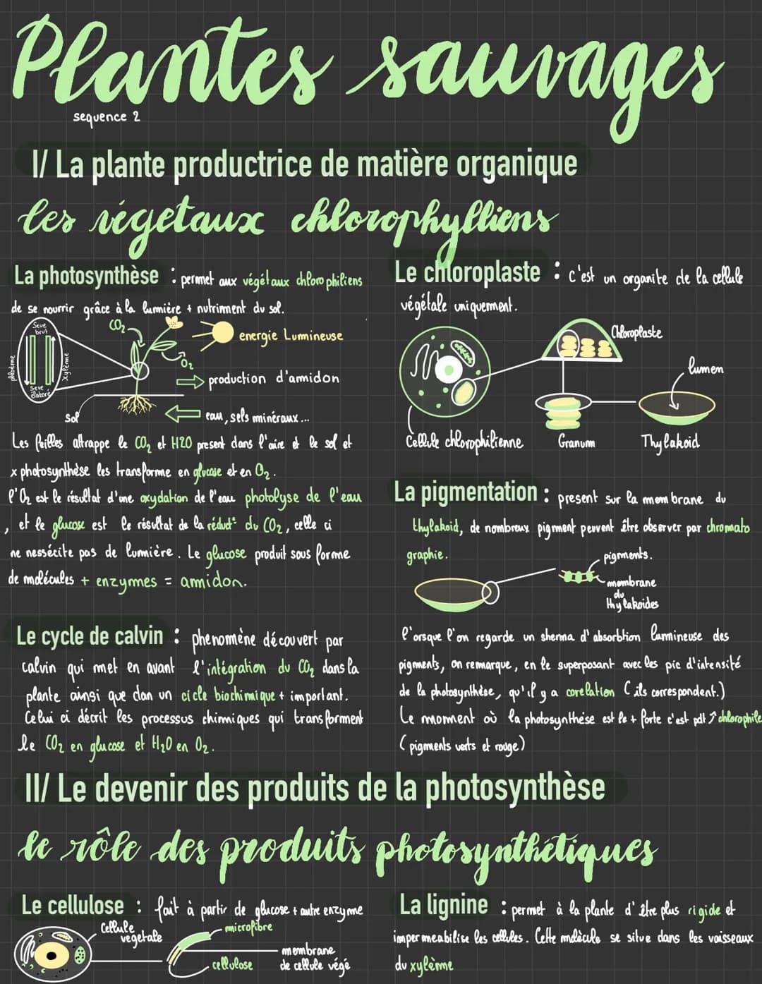 Svt # Génétique et évolution
I/ origines des génotypes humains
stabilité génétique et évolution clonale
La mitose: la prophase, dispariti