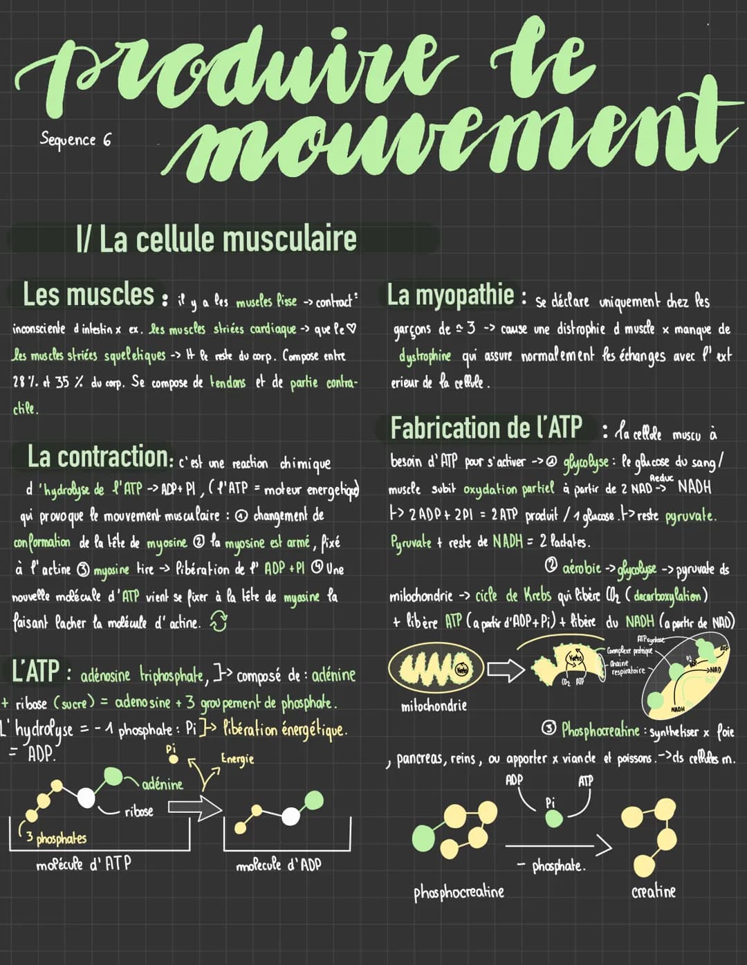 Svt # Génétique et évolution
I/ origines des génotypes humains
stabilité génétique et évolution clonale
La mitose: la prophase, dispariti