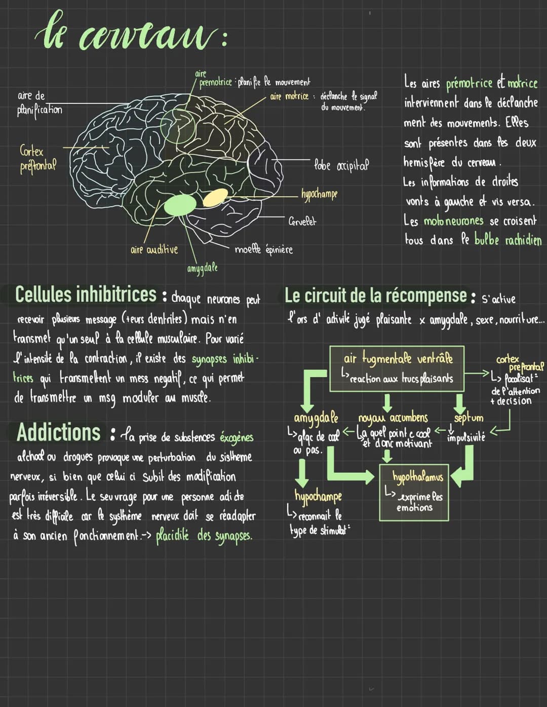 Svt # Génétique et évolution
I/ origines des génotypes humains
stabilité génétique et évolution clonale
La mitose: la prophase, dispariti