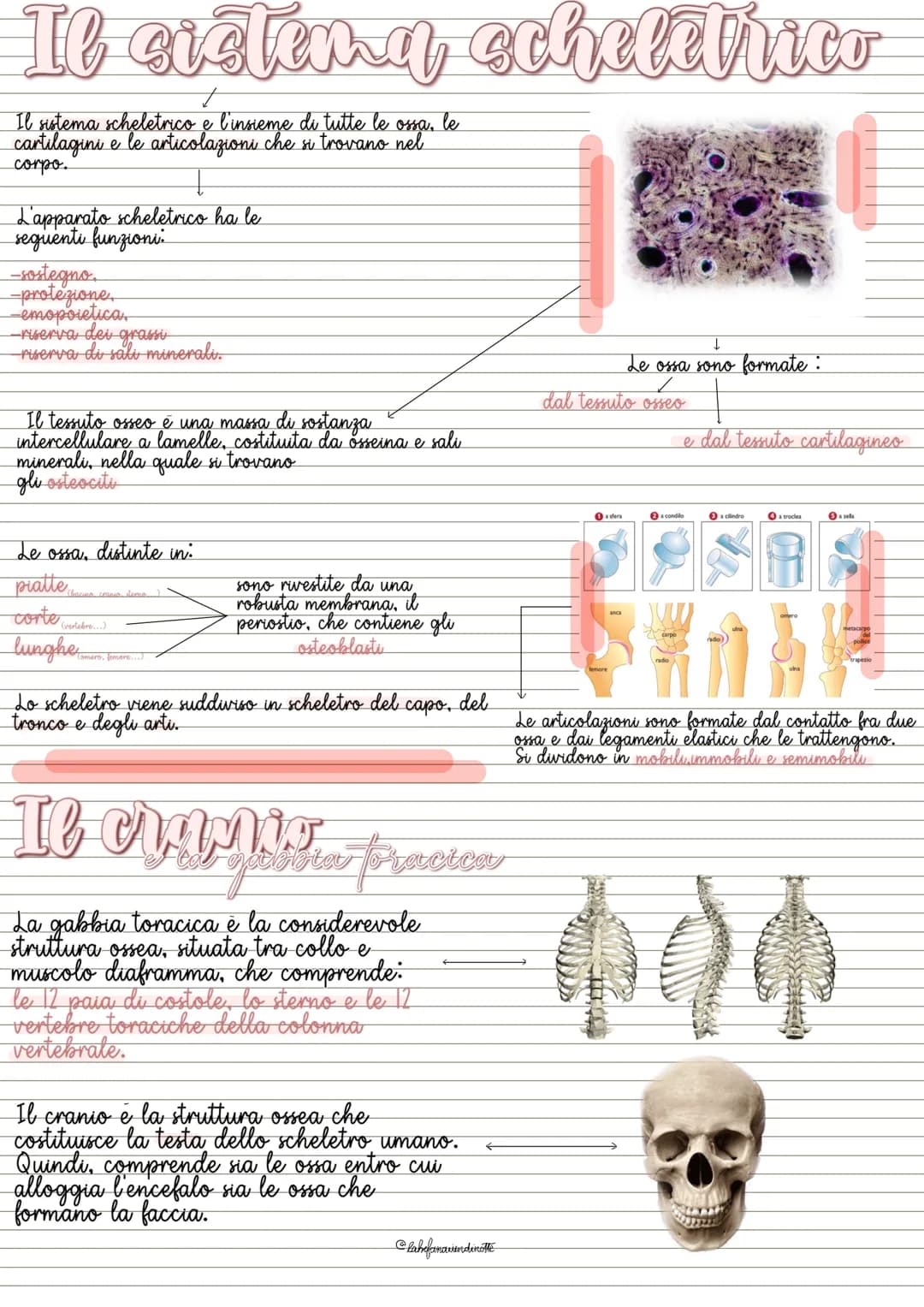 # Il sistema scheletrico
Il sistema scheletrico e l'insieme di tutte le ossa, le
cartilagini e le articolazioni che si trovano nel
corpo.