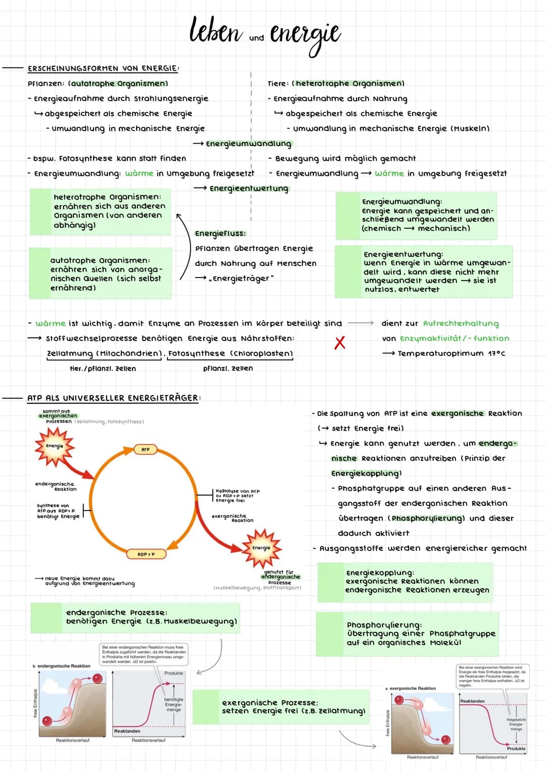 # leben und energie
ERSCHEINUNGSFORMEN VON ENERGIE:
Pflanzen: (autotrophe Organismen)
- Energieaufnahme durch Strahlungsenergie
→abgespeich