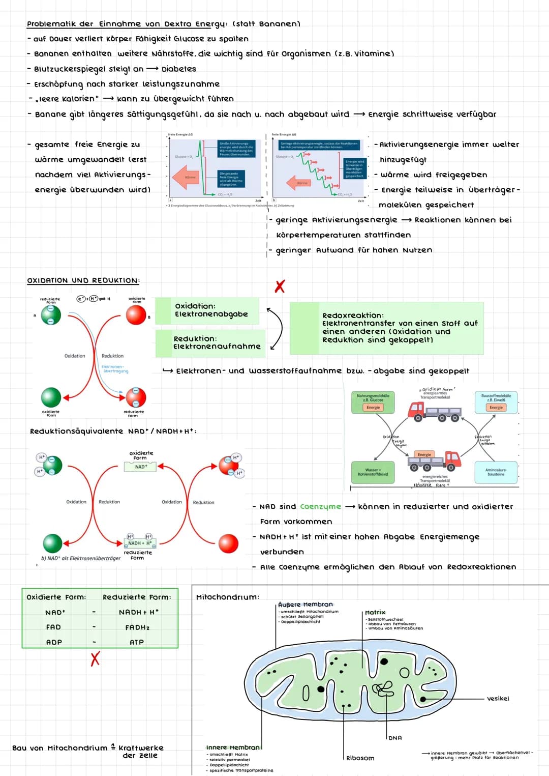 # leben und energie
ERSCHEINUNGSFORMEN VON ENERGIE:
Pflanzen: (autotrophe Organismen)
- Energieaufnahme durch Strahlungsenergie
→abgespeich