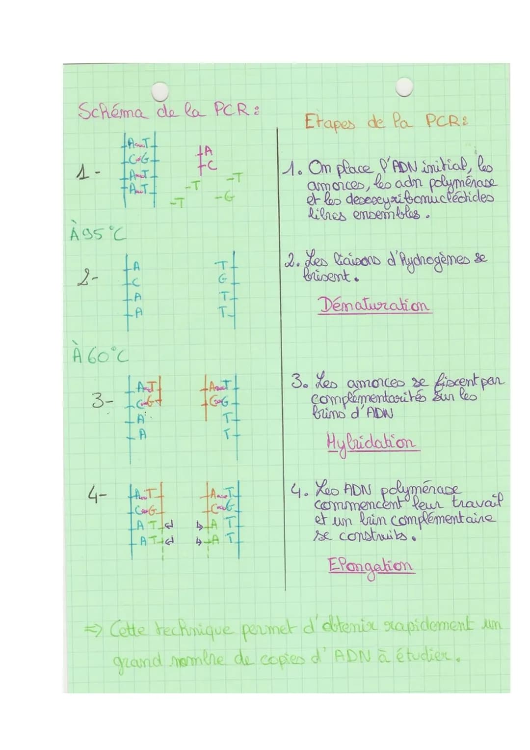Theme 1
FA
SVT
Chap 1
La Mitose :
Def& division cellulaire précédée de la réplication de l'ADIN,
Conduisant à partir d'une ceflute mère, au