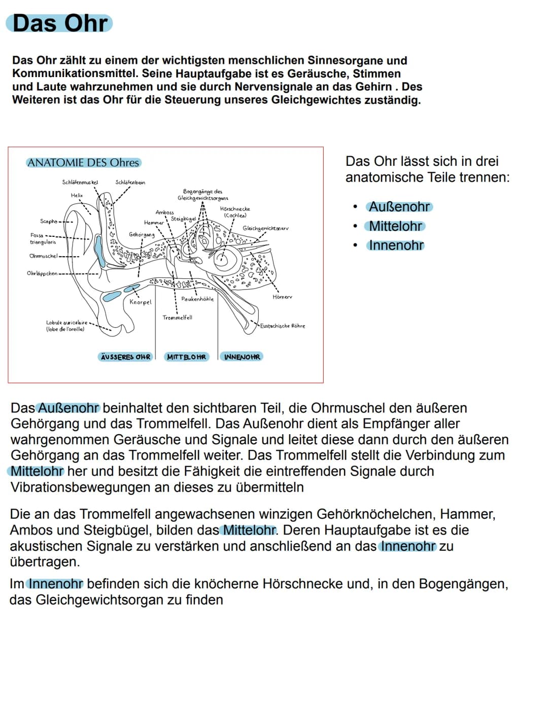 # Das Ohr
Das Ohr zählt zu einem der wichtigsten menschlichen Sinnesorgane und
Kommunikationsmittel. Seine Hauptaufgabe ist es Geräusche, S