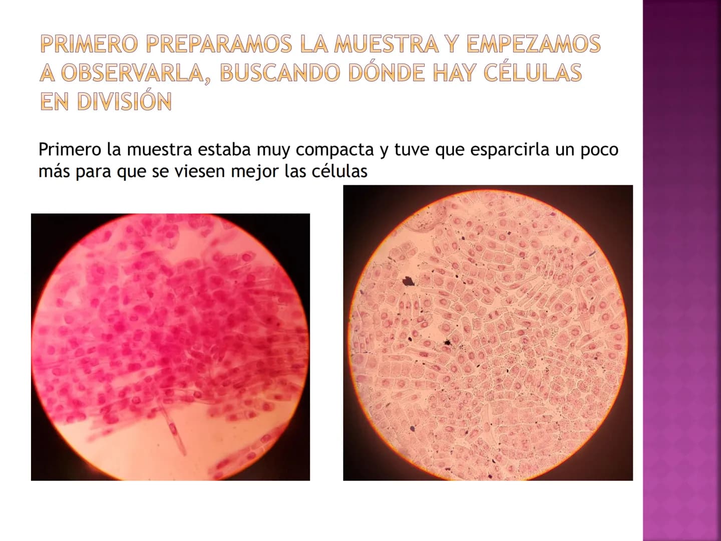 # PRÁCTICA DE
# MITOSIS # ¿QUÉ ES LA MITOSIS?
* Proceso por el cual una sola célula parental
se divide para producir dos células hijas.
C