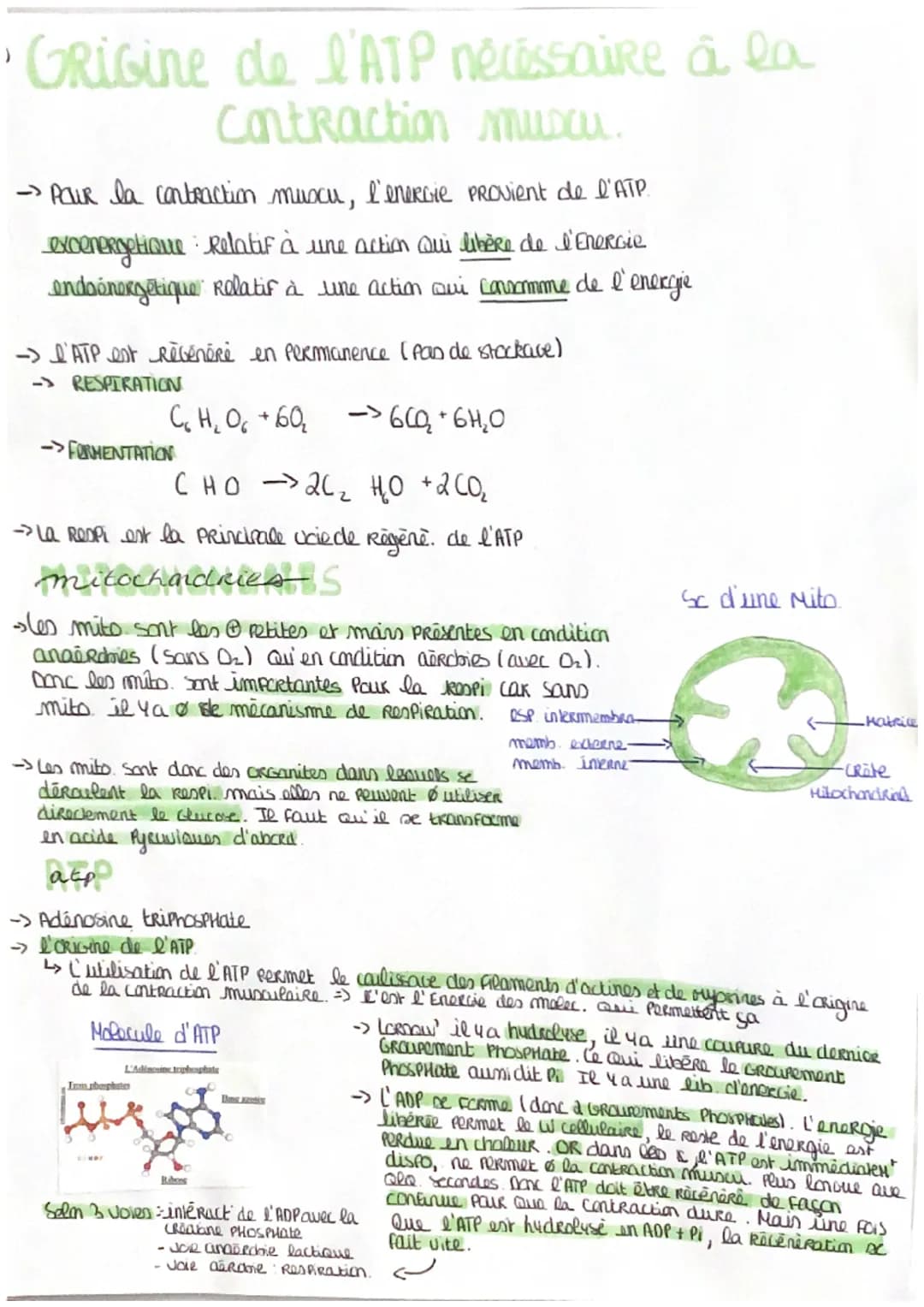 # Crigine de l'ATP nécessaire à la
Contraction Muscu
→Pour la contraction muscu, l'energie provient de l'ATP
exoenergetique : Relatif à un