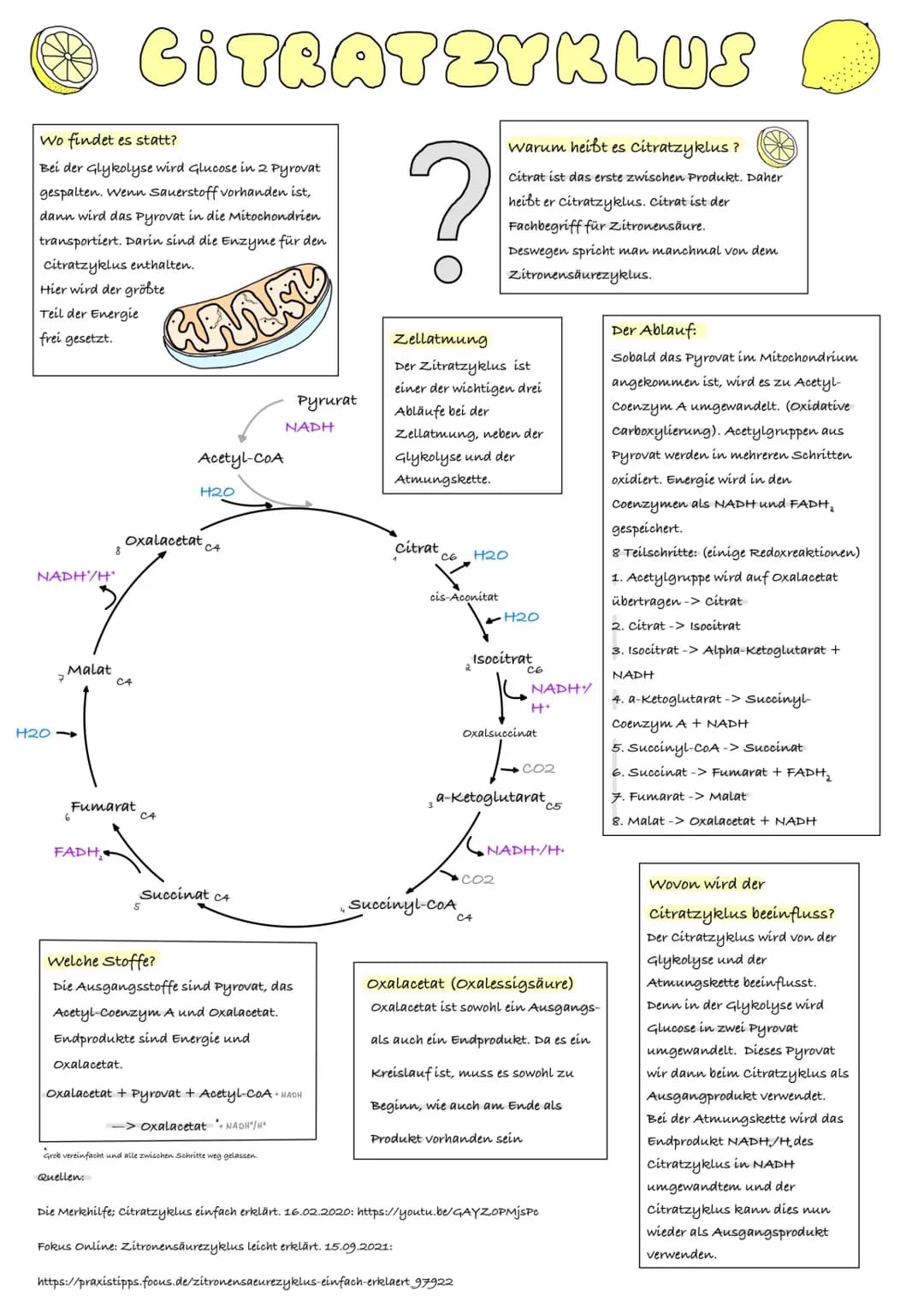 # CITRATZYKLUS
Wo findet es statt?
Bei der Glykolyse wird Glucose in 2 Pyrovat
gespalten. Wenn Sauerstoff vorhanden ist,
dann wird das Pyro