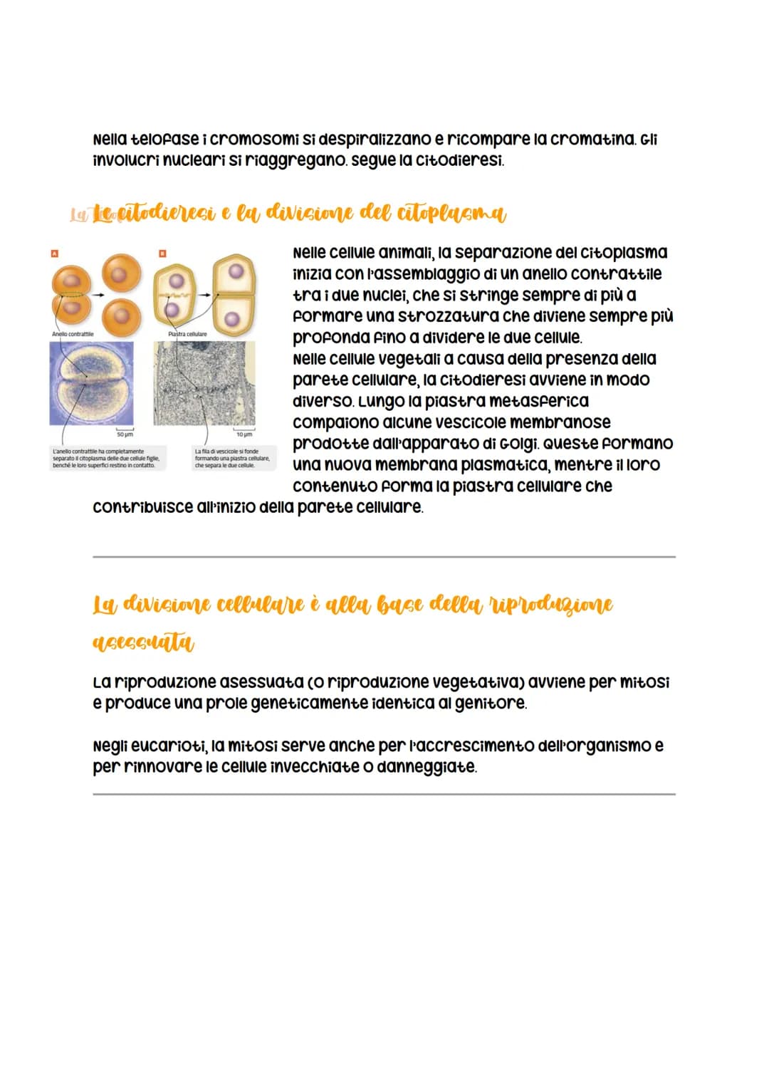 # La divisione cellulare
La divisione cellulare
negli eucarioti può essere
avviene per
scissione binaria
nei procarioti
LEZIONE 1
asess