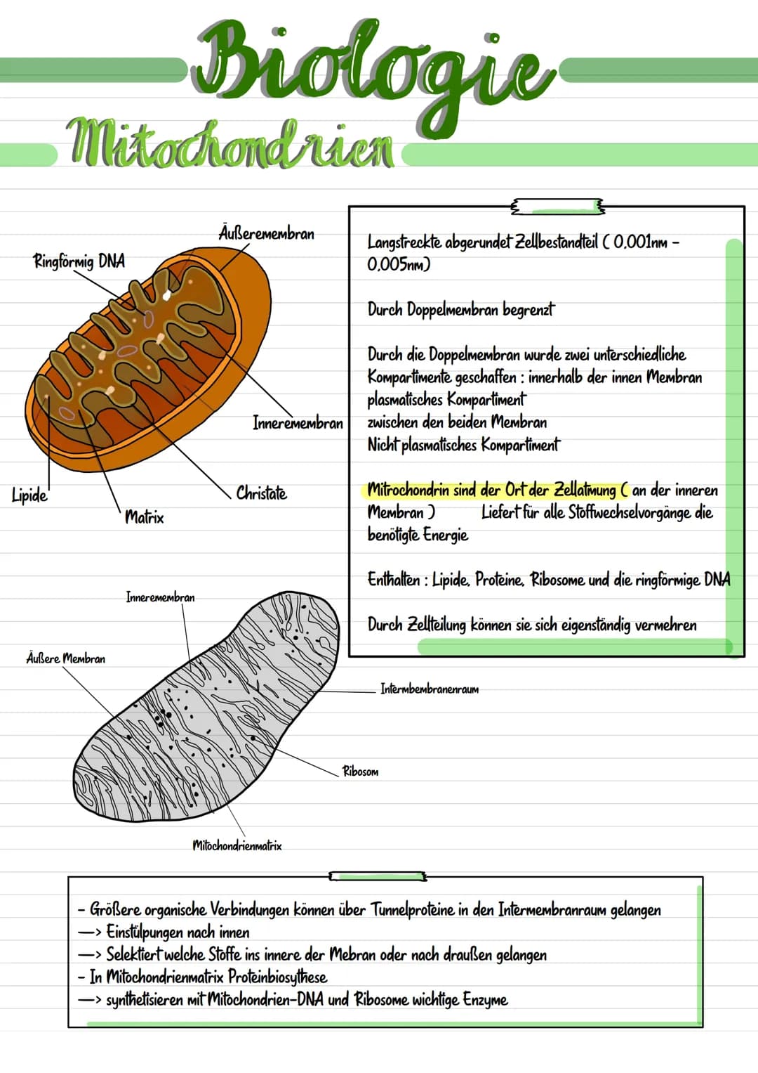 <p>Mitochondrien sind langgestreckte, abgerundete Zellbestandteile, die etwa 0,001 mm bis 0,005 nm groß sind. Sie werden durch eine Doppelm