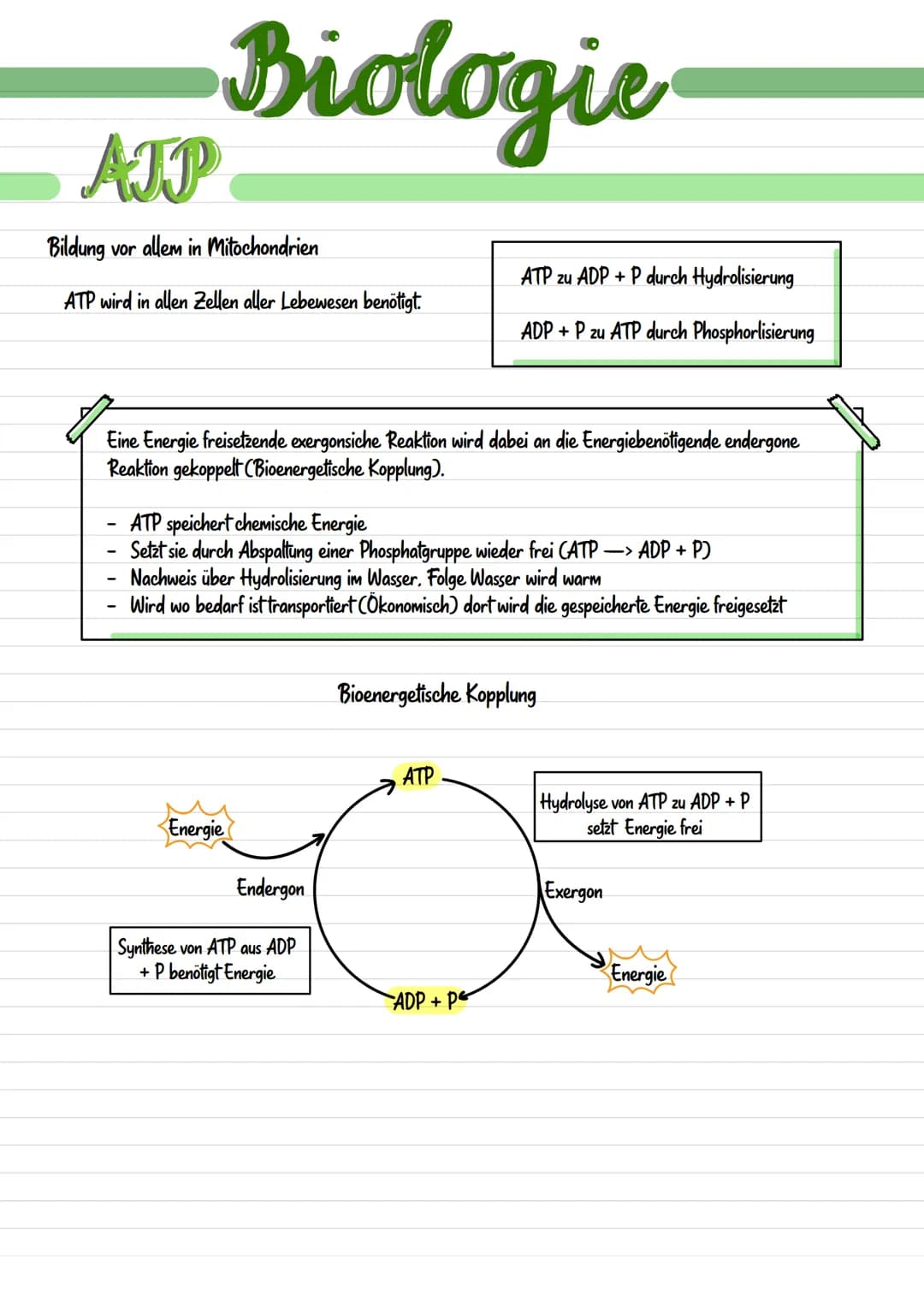 <p>Mitochondrien sind langgestreckte, abgerundete Zellbestandteile, die etwa 0,001 mm bis 0,005 nm groß sind. Sie werden durch eine Doppelm