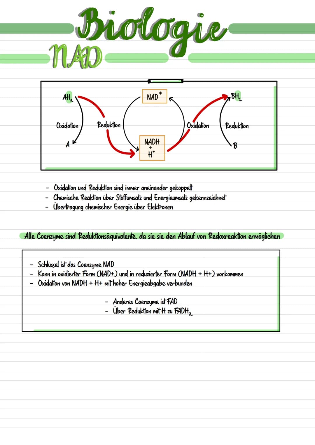 <p>Mitochondrien sind langgestreckte, abgerundete Zellbestandteile, die etwa 0,001 mm bis 0,005 nm groß sind. Sie werden durch eine Doppelm