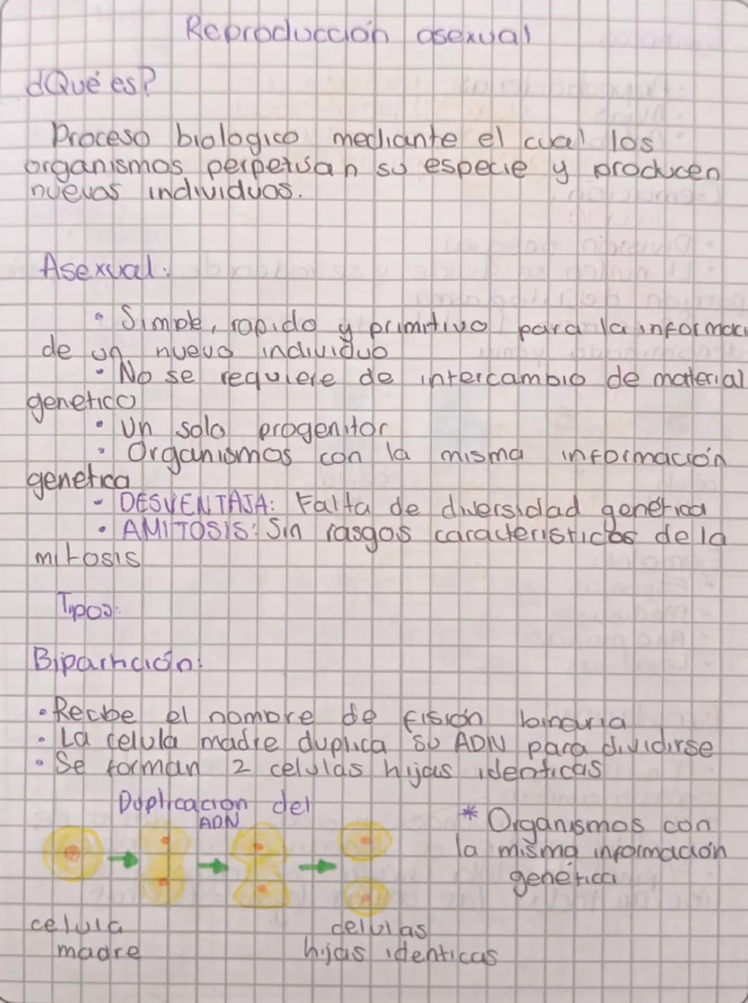 Reproducción asexual
¿Qué es?
Proceso biologico mediante el cual los
organismos perpetuan su especie y producen
nuevas individuos.
Asexual