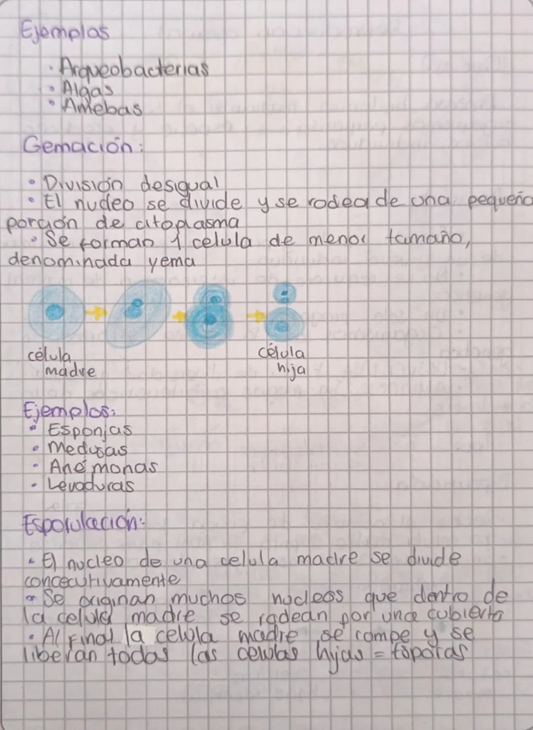 Reproducción asexual
¿Qué es?
Proceso biologico mediante el cual los
organismos perpetuan su especie y producen
nuevas individuos.
Asexual