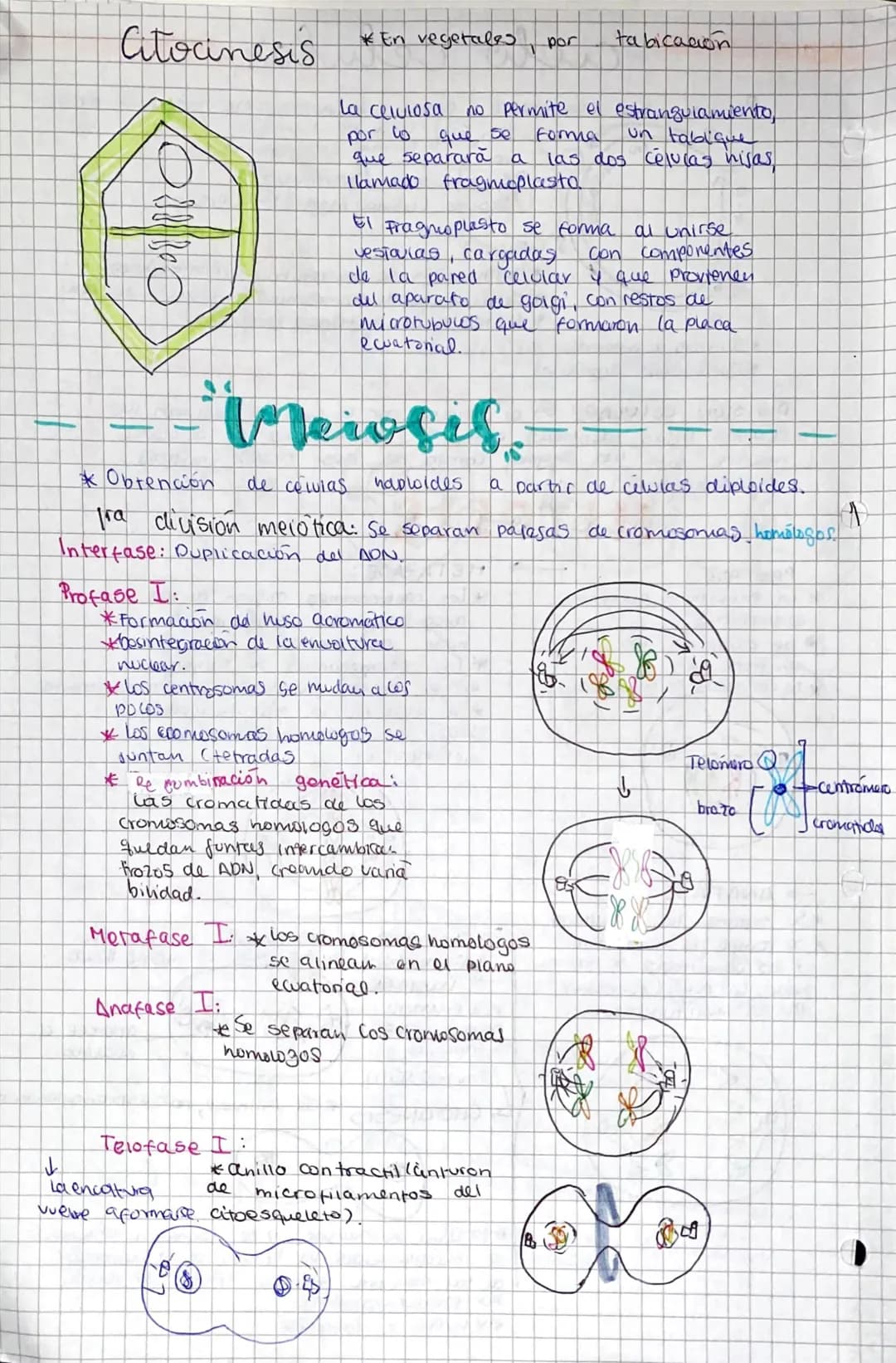 # ciclo celular;
Periodo que comprende desde el nacimiento haster ou division
61
Inicio
INTERFASE
Ga
S
61) crece en tamaño
Forma est