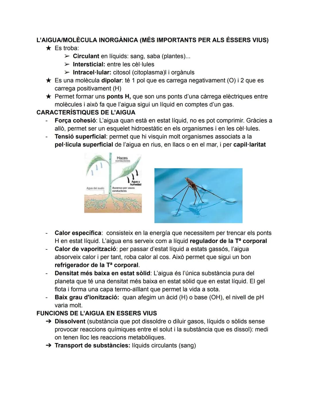 # T1. Composició dels éssers vius
ÉSSERS VIUS:
- Construïts per cèl·lules (unicel./pluricel.)
- Realitzen les 3 funcions vitals (nutrició,