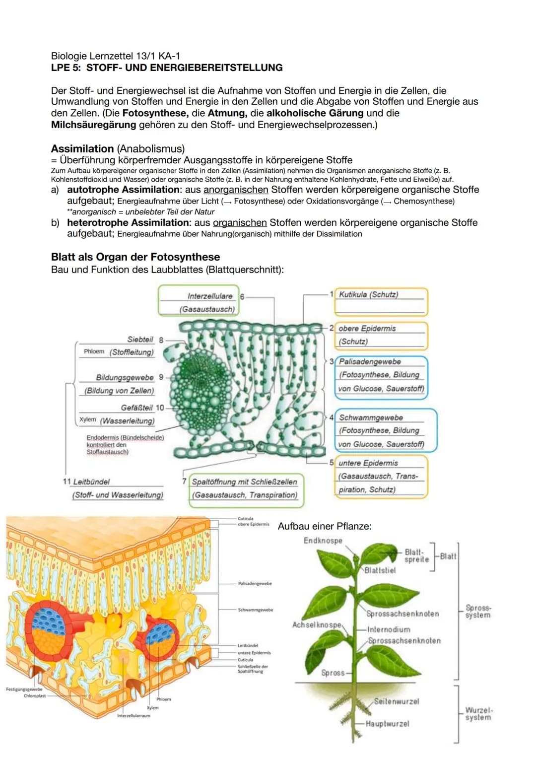 # Biologie Lernzettel 13/1 KA-1
LPE 5: STOFF- UND ENERGIEBEREITSTELLUNG
Der Stoff- und Energiewechsel ist die Aufnahme von Stoffen und Ener