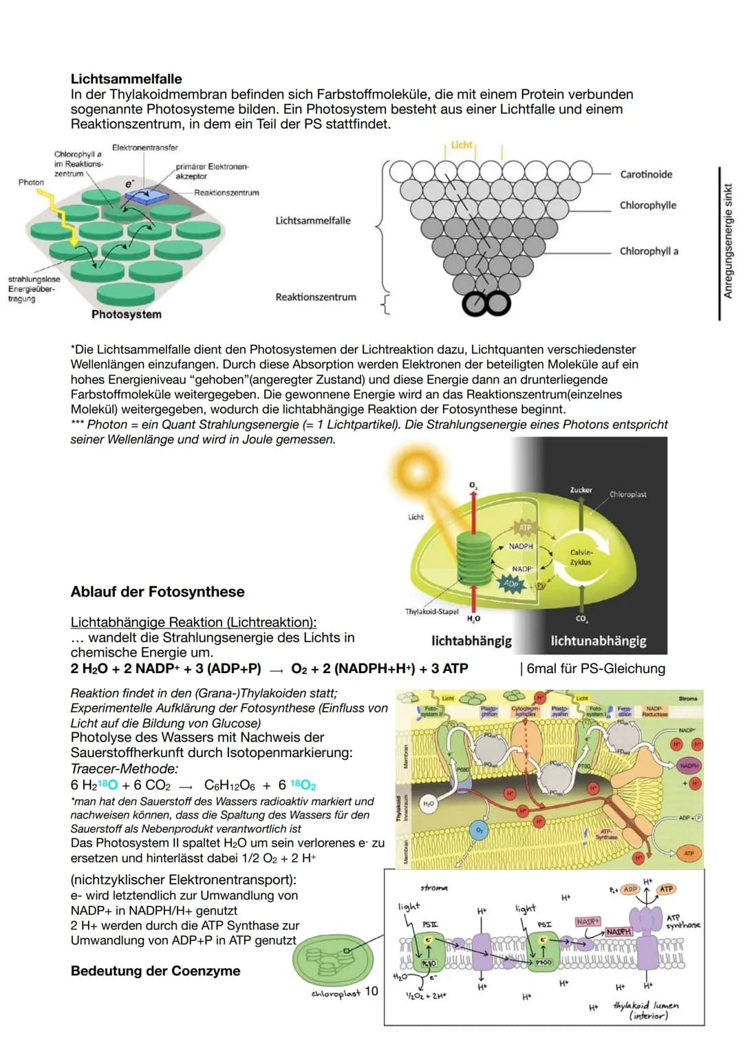 # Biologie Lernzettel 13/1 KA-1
LPE 5: STOFF- UND ENERGIEBEREITSTELLUNG
Der Stoff- und Energiewechsel ist die Aufnahme von Stoffen und Ener