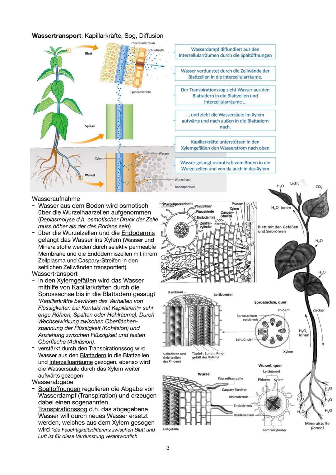 # Biologie Lernzettel 13/1 KA-1
LPE 5: STOFF- UND ENERGIEBEREITSTELLUNG
Der Stoff- und Energiewechsel ist die Aufnahme von Stoffen und Ener