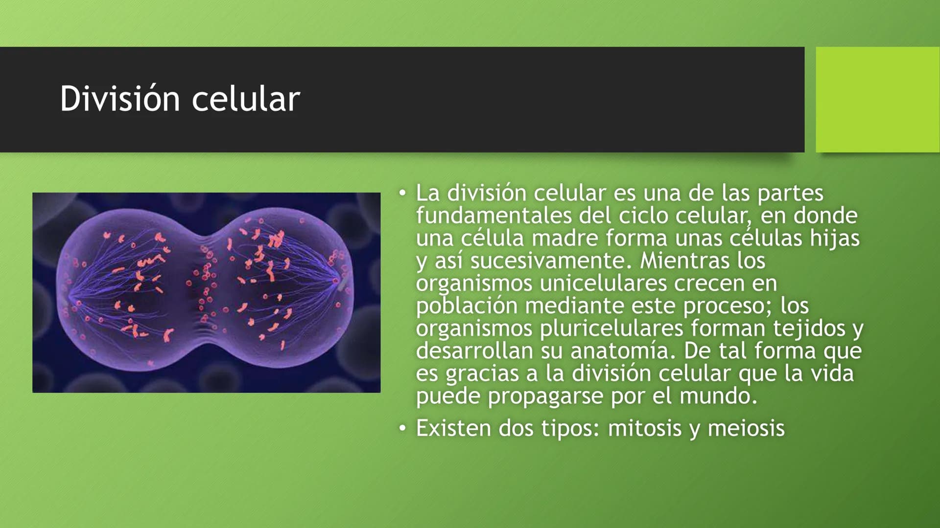 # La división celular:
## mitosis y meiosis
Alba Ruiz Martín # Índice
* El ciclo celular:
* concepto -3
* fases-4
* - Interfase-5