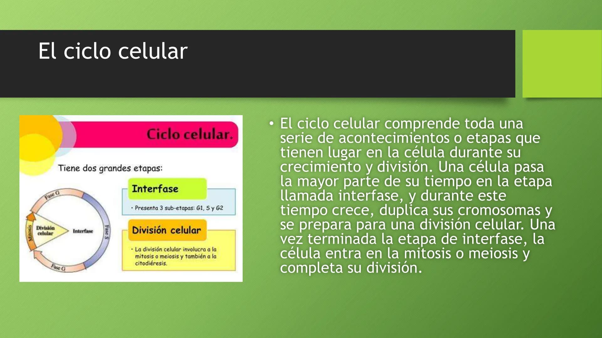 # La división celular:
## mitosis y meiosis
Alba Ruiz Martín # Índice
* El ciclo celular:
* concepto -3
* fases-4
* - Interfase-5