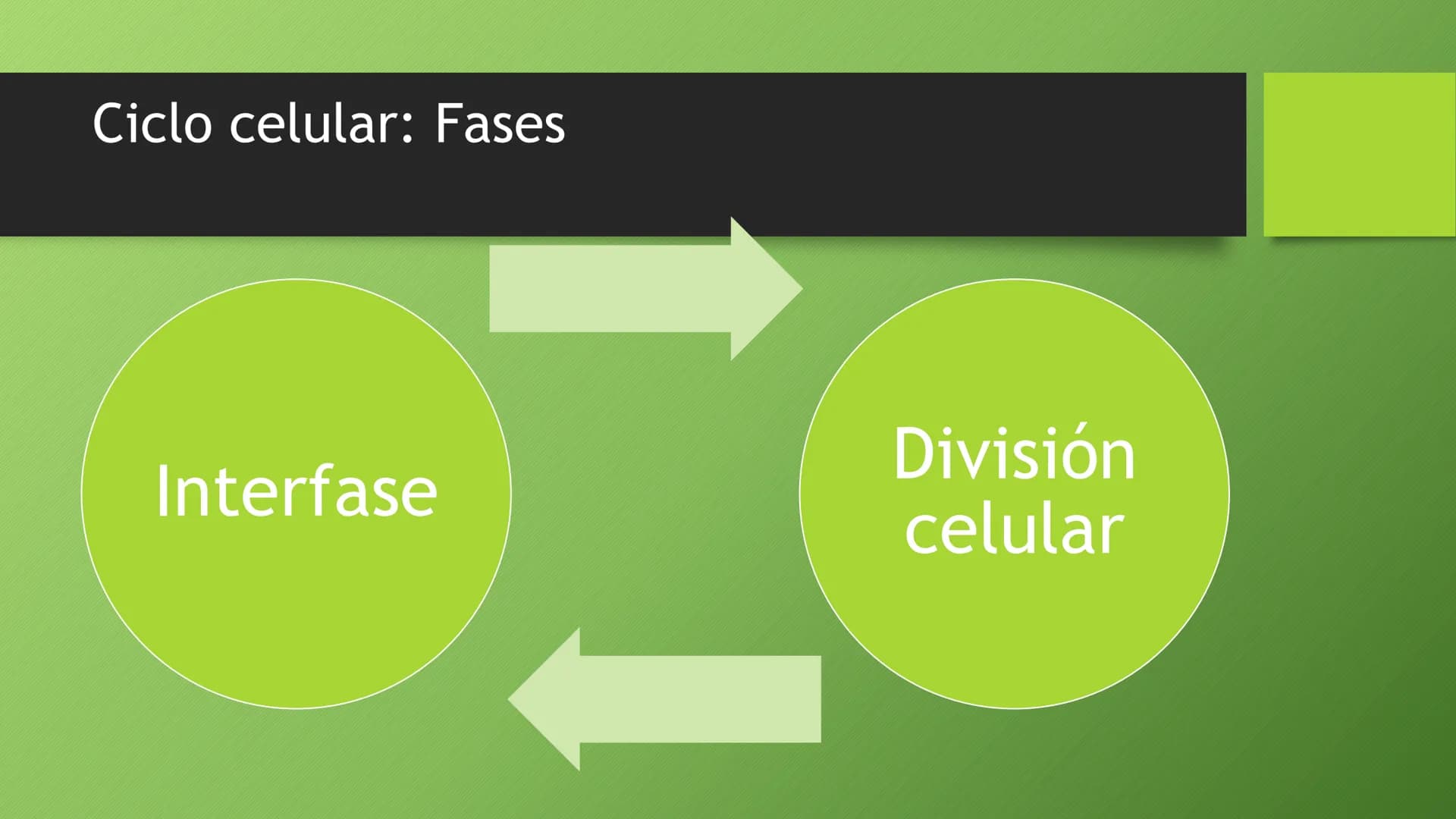 # La división celular:
## mitosis y meiosis
Alba Ruiz Martín # Índice
* El ciclo celular:
* concepto -3
* fases-4
* - Interfase-5