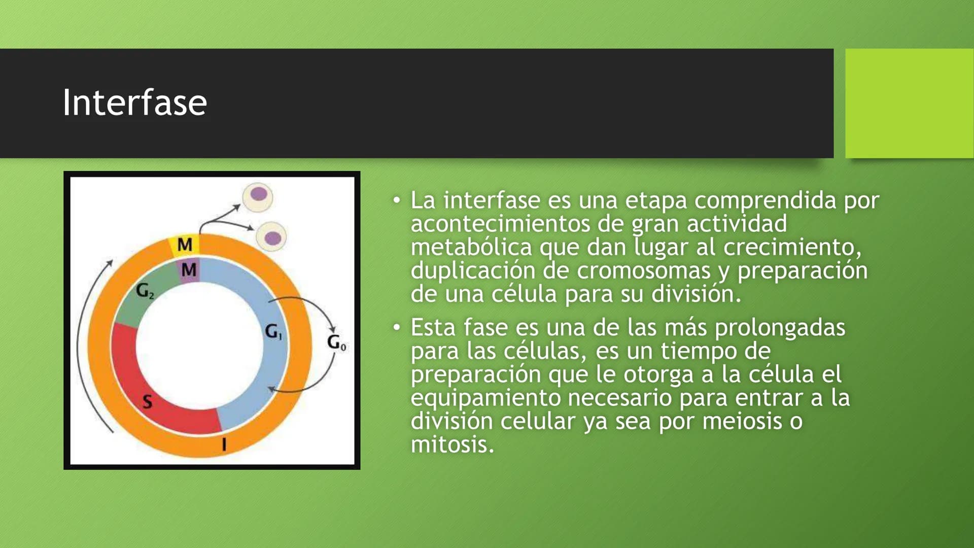 # La división celular:
## mitosis y meiosis
Alba Ruiz Martín # Índice
* El ciclo celular:
* concepto -3
* fases-4
* - Interfase-5