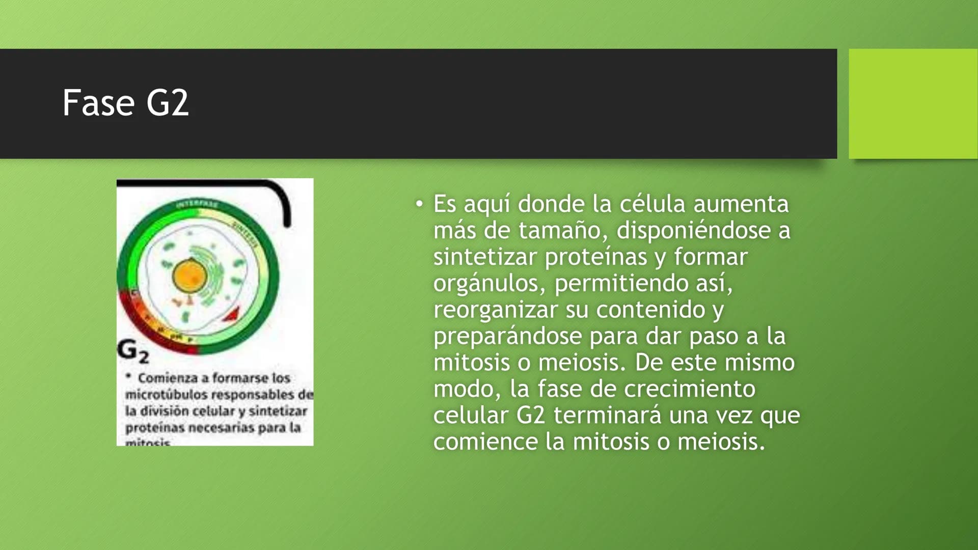 # La división celular:
## mitosis y meiosis
Alba Ruiz Martín # Índice
* El ciclo celular:
* concepto -3
* fases-4
* - Interfase-5