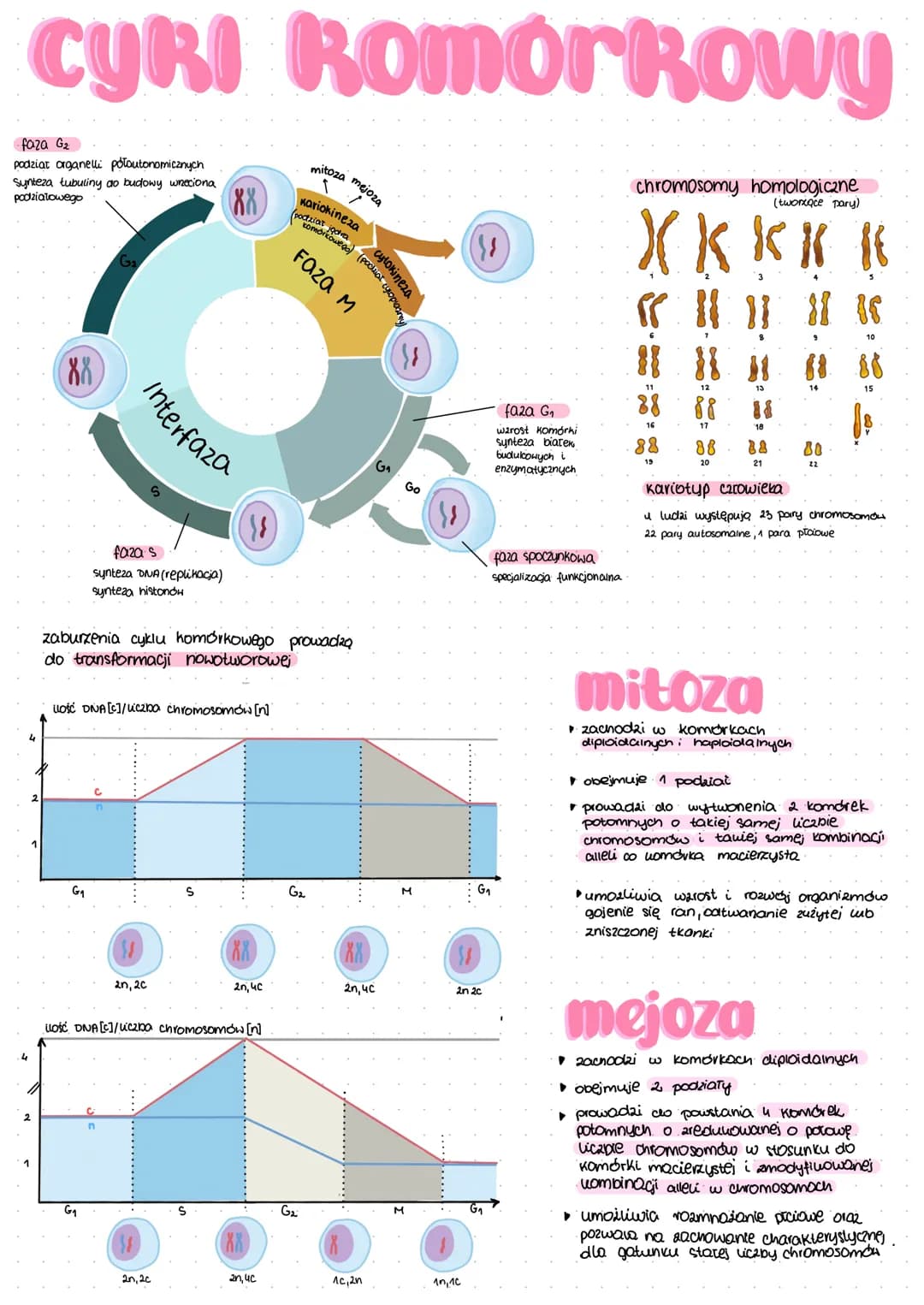 # CYRI komórkowy
faza G₂
podziat organelli póloutonomicznych
Synteza tubuliny do budowy wreciona
podziatowego
אא
mitoza mejoza
Kariokine