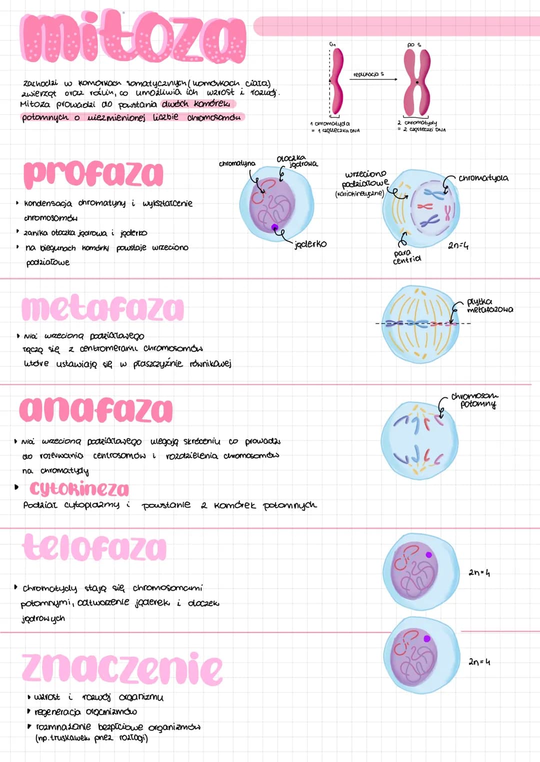 # CYRI komórkowy
faza G₂
podziat organelli póloutonomicznych
Synteza tubuliny do budowy wreciona
podziatowego
אא
mitoza mejoza
Kariokine