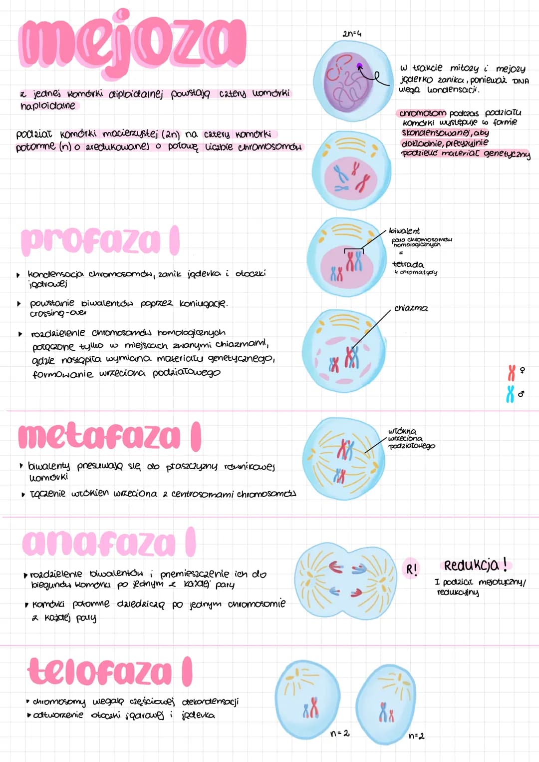 # CYRI komórkowy
faza G₂
podziat organelli póloutonomicznych
Synteza tubuliny do budowy wreciona
podziatowego
אא
mitoza mejoza
Kariokine