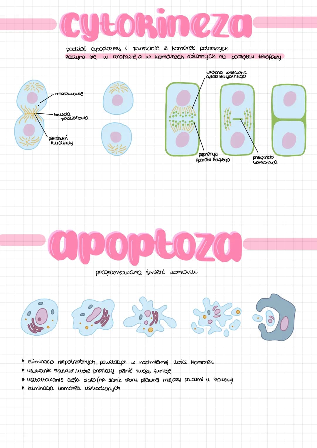 # CYRI komórkowy
faza G₂
podziat organelli póloutonomicznych
Synteza tubuliny do budowy wreciona
podziatowego
אא
mitoza mejoza
Kariokine