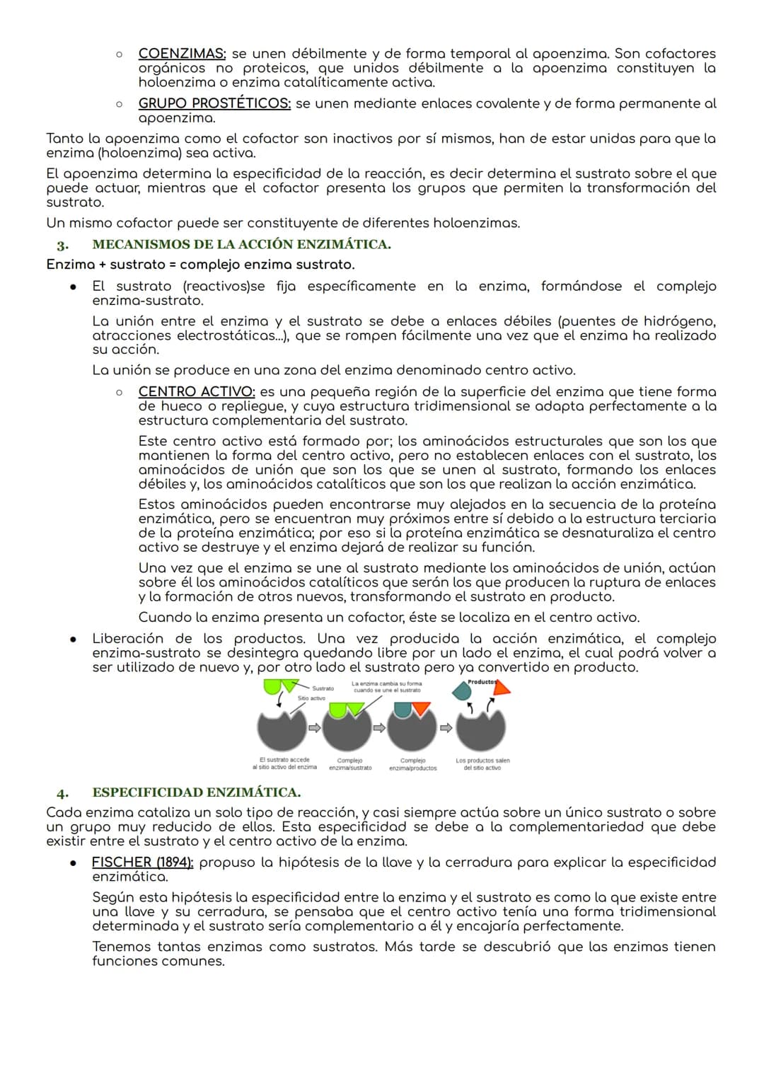 # Las enzimas y vitaminas.
1. BIOCATALIZADORES: CONCЕРТО.
Las reacciones químicas son procesos en los que se produce la transformación de