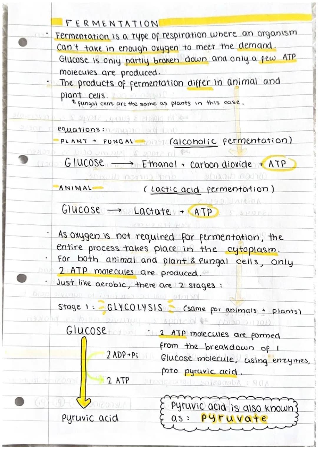 # Respiration
Cell respiration
of glucose
し
energy
What is respiration?
ATP
ADP+P
energy
muscle
_contraction,
sperm
movement,
photos