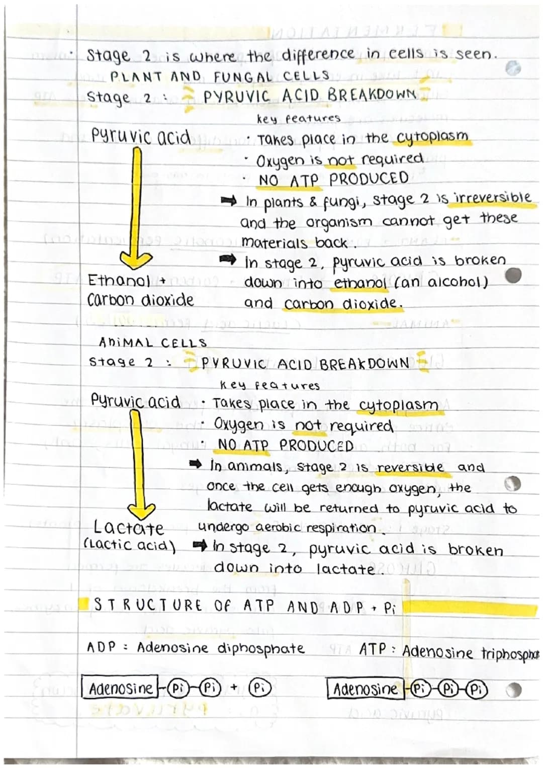 # Respiration
Cell respiration
of glucose
し
energy
What is respiration?
ATP
ADP+P
energy
muscle
_contraction,
sperm
movement,
photos