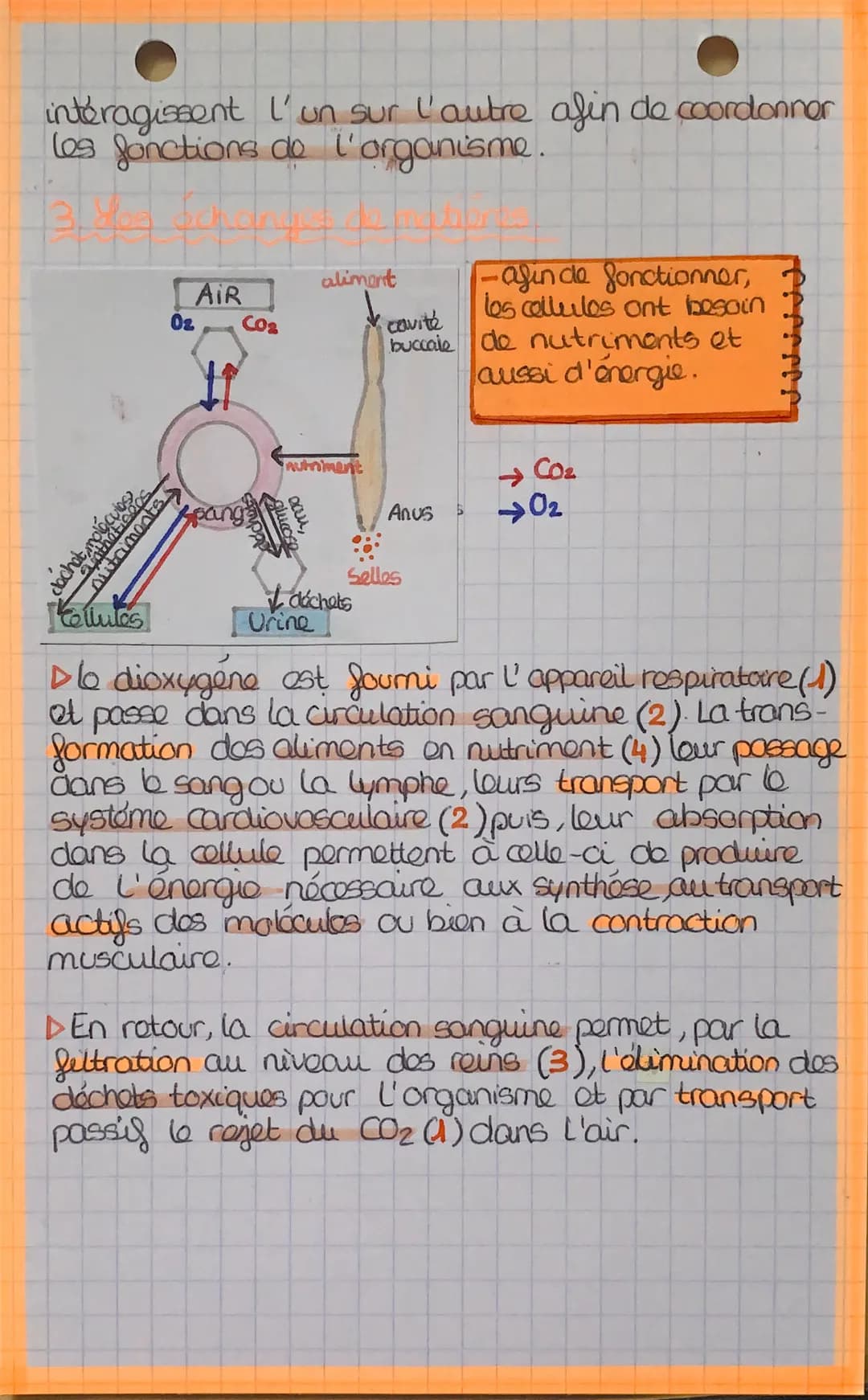 # biologia
L'INTERDEPENDANCE DES SYSTÉMES
▷ le corp humain assure de nombreuses fonctions
grâce à l' interaction entre les différents syst