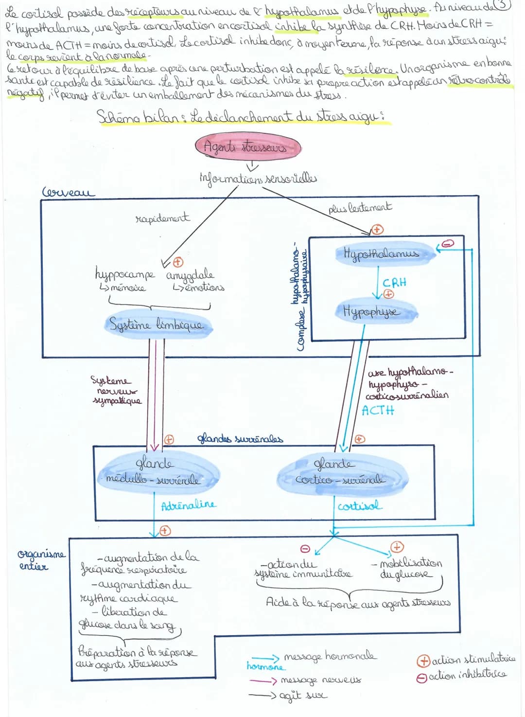 # CHAPITRE 4: Comportements et stress: vers une vision
intégrée de l'organisme
L'adaptabilité de l'organisme : exemple du stress aigu
des