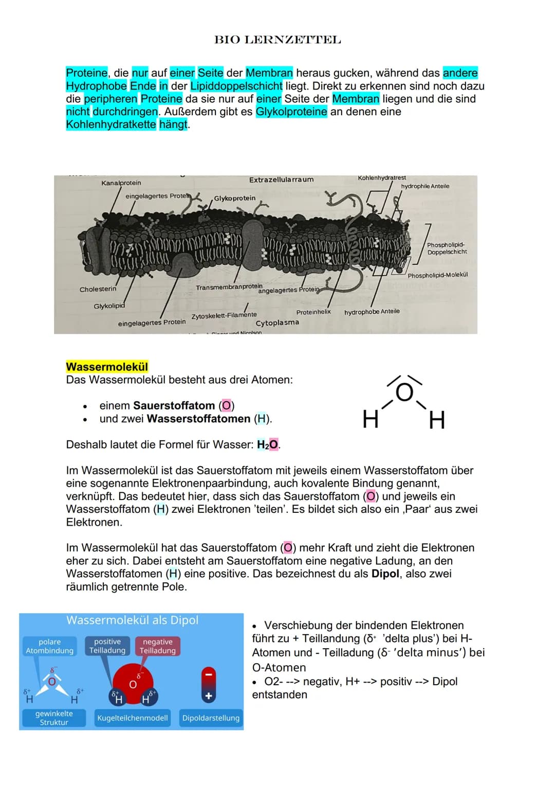 BIO LERNZETTEL
Biomoleküle
Definition: Ein Biomolekül ist eine in Lebewesen vorkommende chemische
Verbindung. Biomoleküle in Lebewesen sind