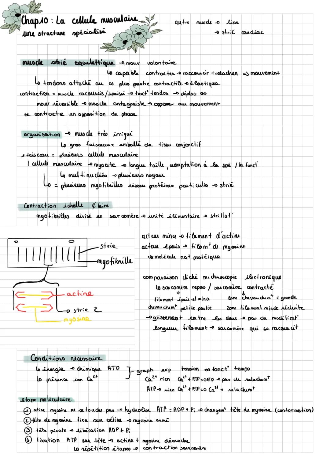 SUT
Chap 8: des rétexes
Note vidéo:
réflexe myo tatig/d'étirement une contraction automatique d'un muscle en réponse à son propre
lo rapid