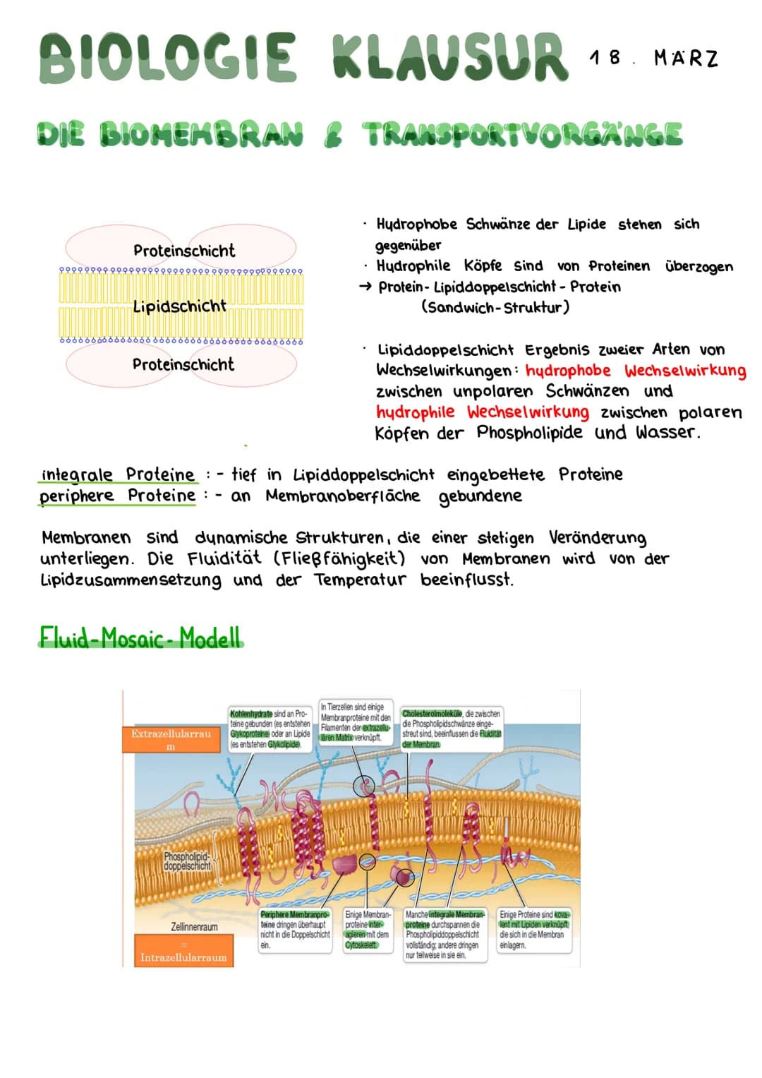 # BIOLOGIE KLAUSUR 18. MARZ
# DIE BIOMEMBRAN & TRANSPORTVORGANGE
Proteinschicht
Lipidschicht
Proteinschicht
integrale Proteine
Hydroph